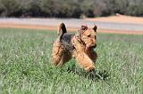 AIREDALE TERRIER 125